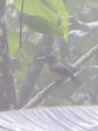 Image of Blue-capped Kingfisher