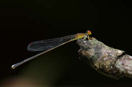 Image of Nesobasis rufostigma Donnelly 1990