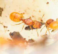 Imagem de <i>Pheidole furtiva</i>