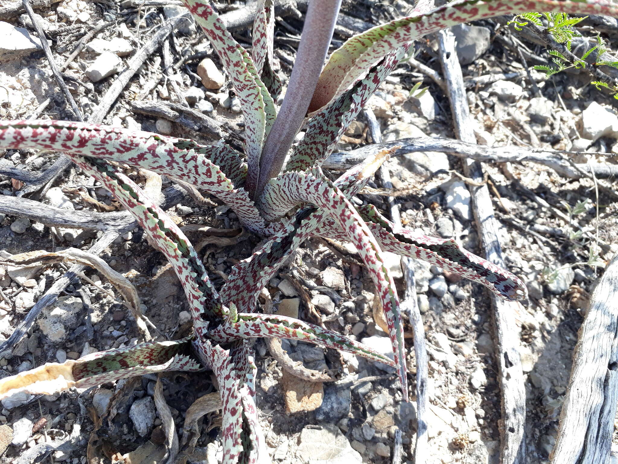 Plancia ëd Agave brunnea S. Watson