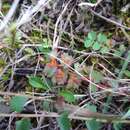 Image of Salad Burnet Rust