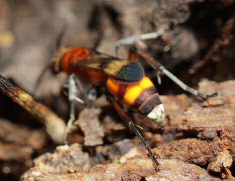 صورة Psorthaspis mariae (Cresson 1867)