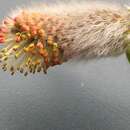 صورة Salix udensis Trautv. & C. A. Mey.