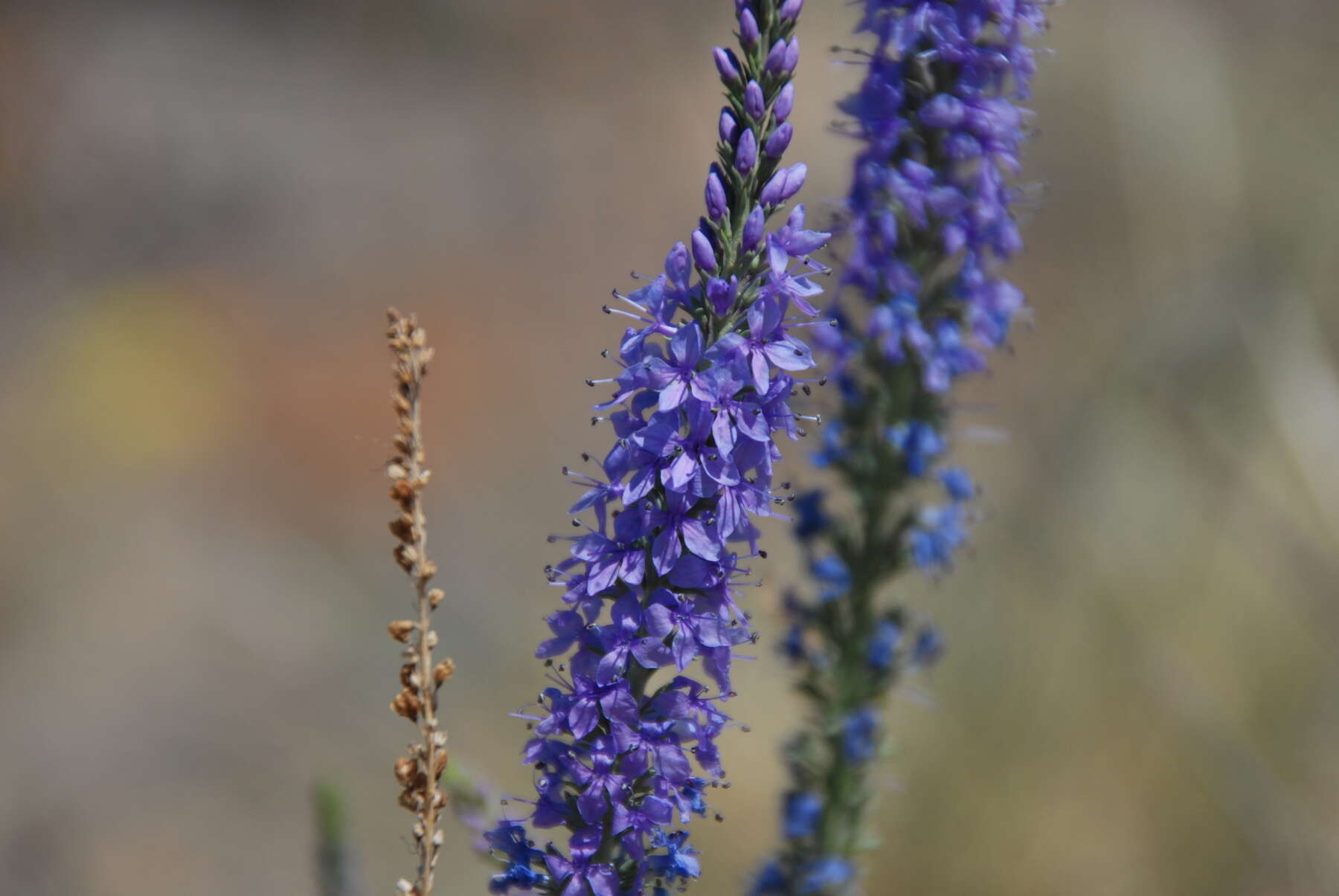 Imagem de Veronica pinnata L.