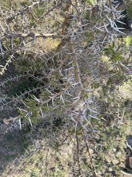 Image of Vachellia origena (Hunde) Kyal. & Boatwr.