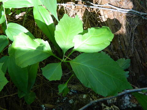 Imagem de Cardamine constancei Detling