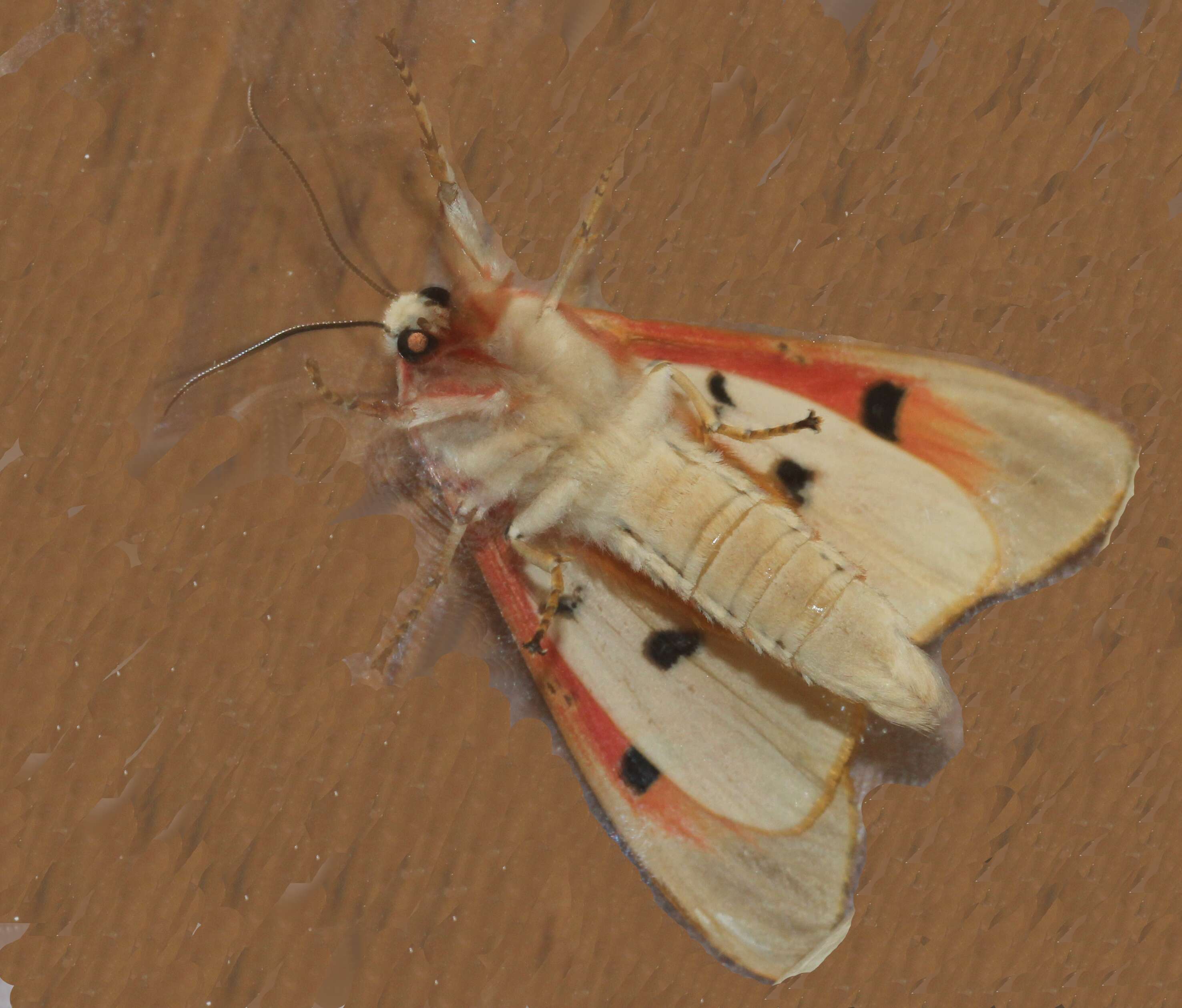 Image of Rhodogastria amasis Cramer 1780