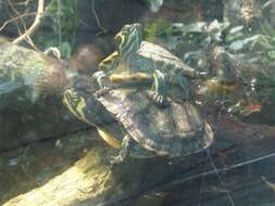 Image of slider turtle, red-eared terrapin, red-eared slider