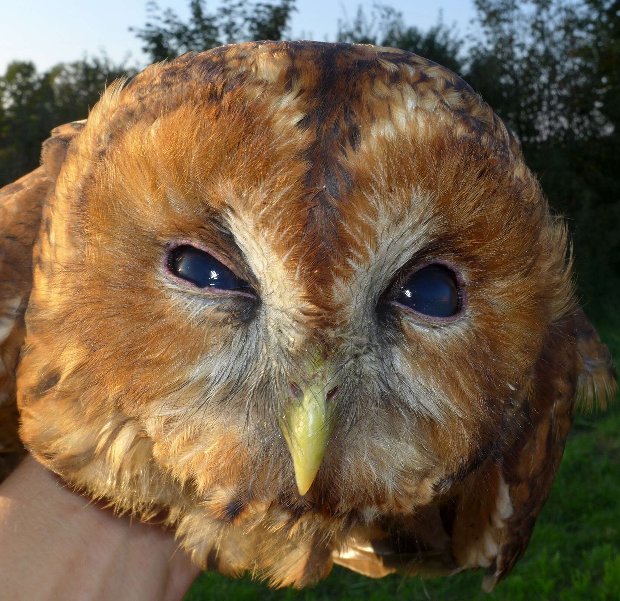 Image of Tawny Owl