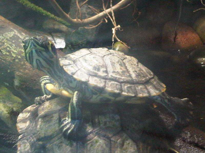 Image of yellow-bellied slider