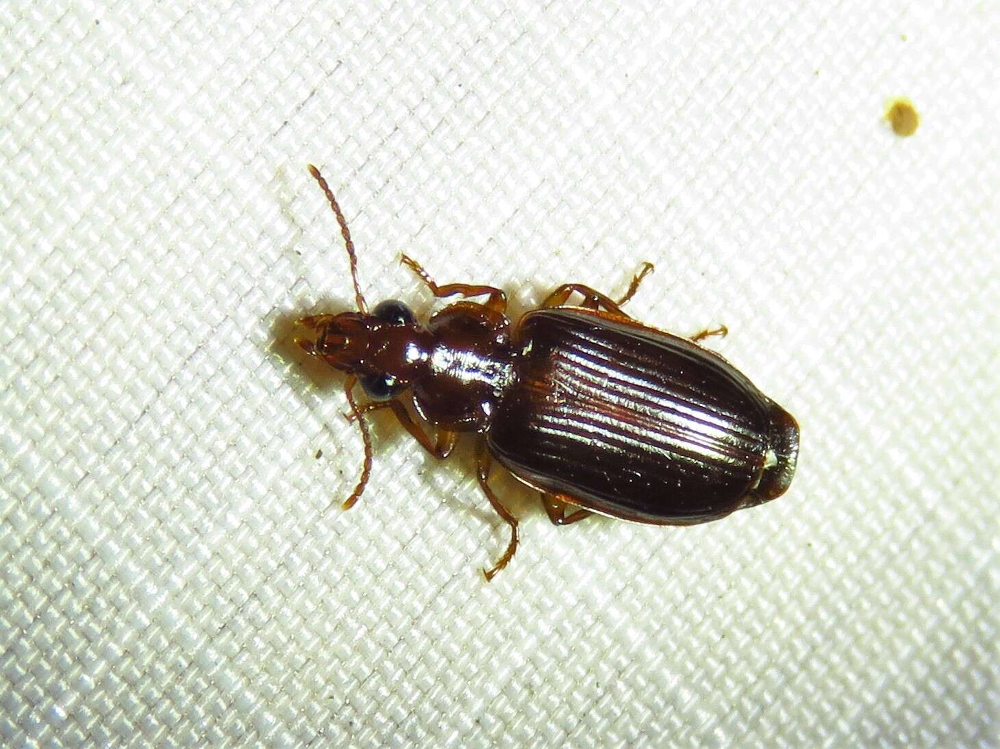 Image of Ground beetle