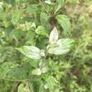 Pycnanthemum albescens Torr. & A. Gray的圖片