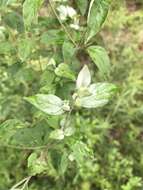 Image of White-Leaf Mountain-Mint