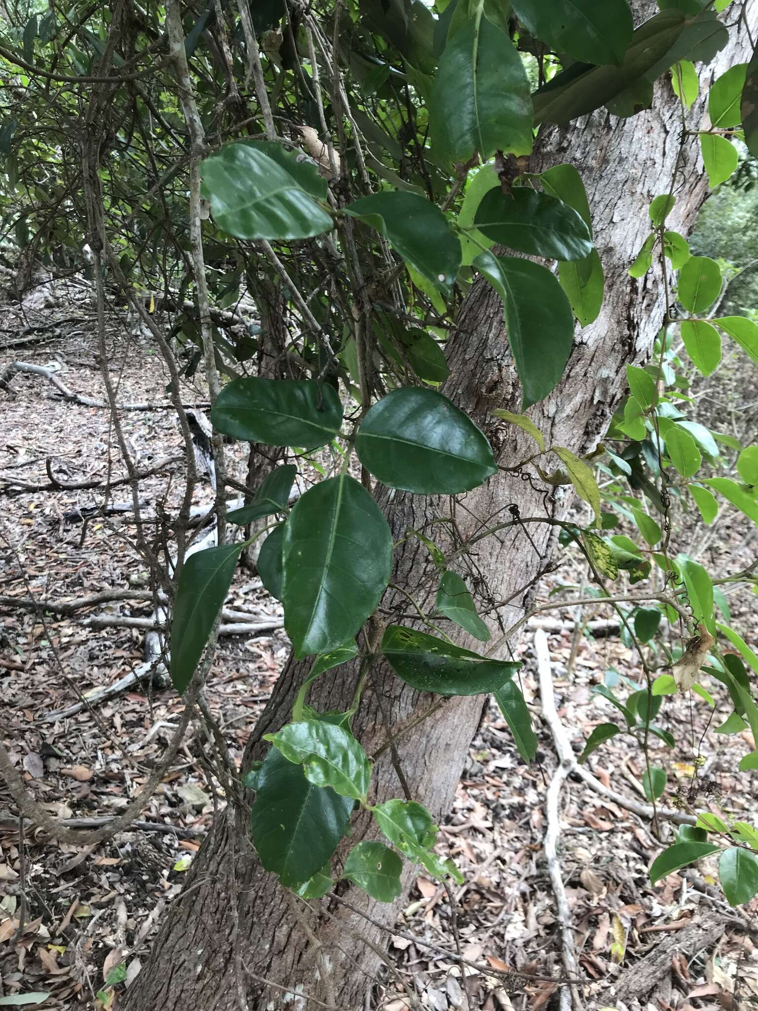 Image of Tetrastigma nitens (F. Müll.) Planchon