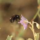 Plancia ëd Xylocopa tabaniformis pallidiventris O'Brien & Hurd 1965