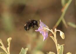 Plancia ëd Xylocopa tabaniformis pallidiventris O'Brien & Hurd 1965