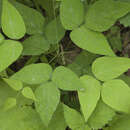 Image of Hylodesmum podocarpum subsp. oxyphyllum (DC.) H. Ohashi & R. R. Mill