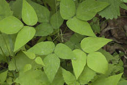 Image of Hylodesmum podocarpum subsp. oxyphyllum (DC.) H. Ohashi & R. R. Mill