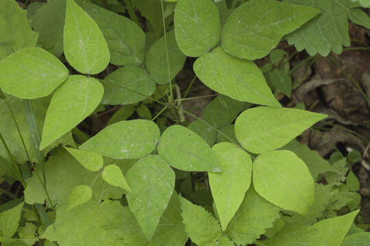 Image of Hylodesmum podocarpum (DC.) H. Ohashi & R. R. Mill