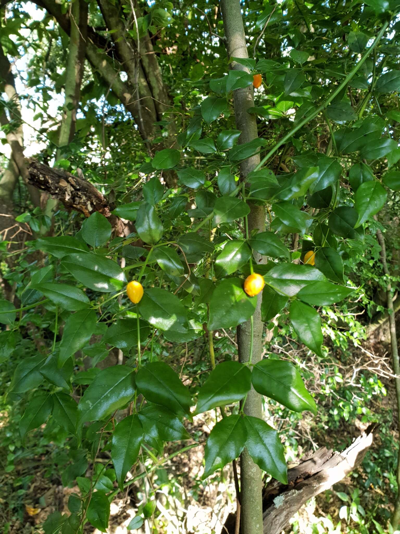 Image of Lemon-thorn