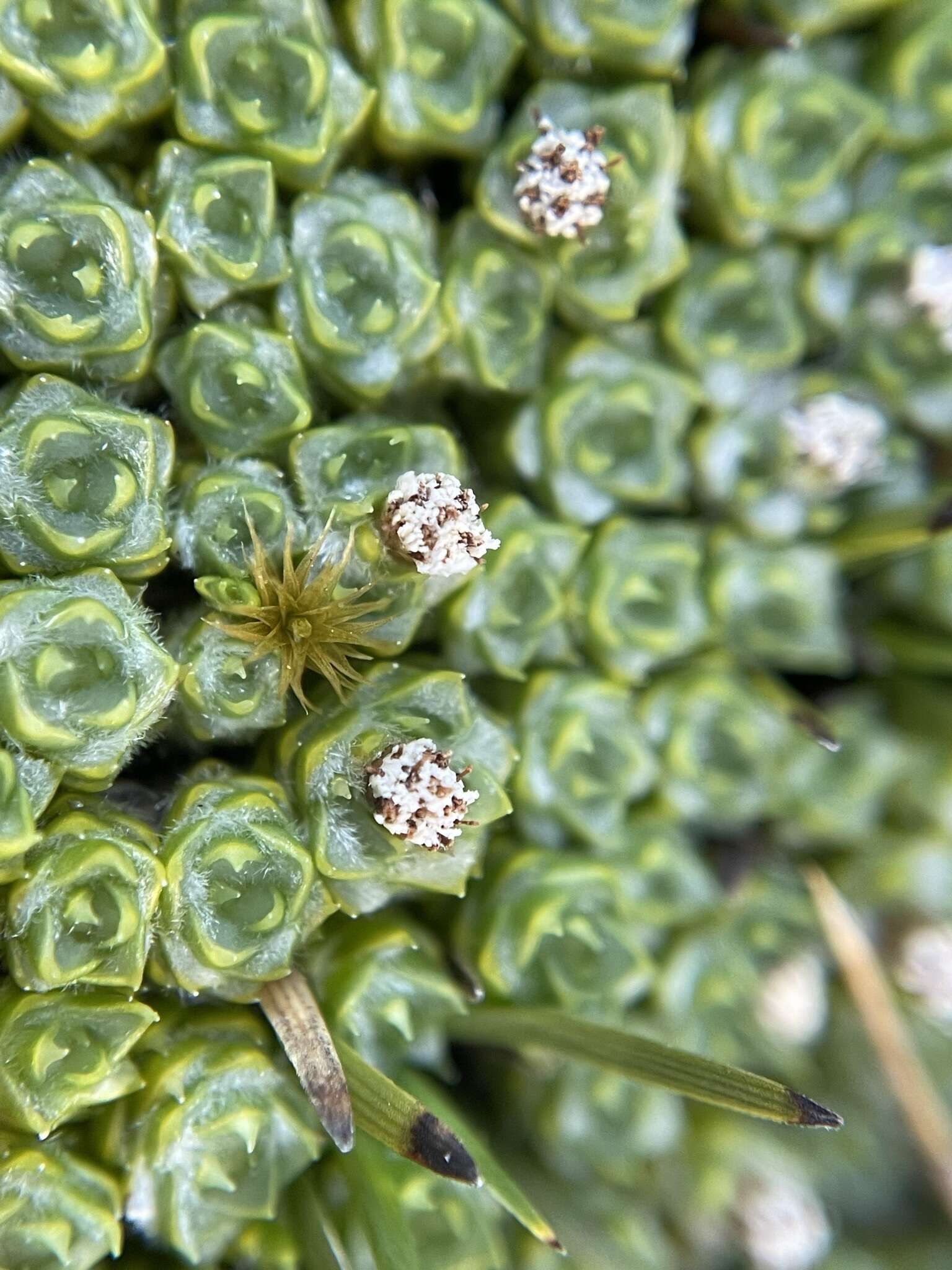 Слика од Pterygopappus lawrencii Hook. fil.