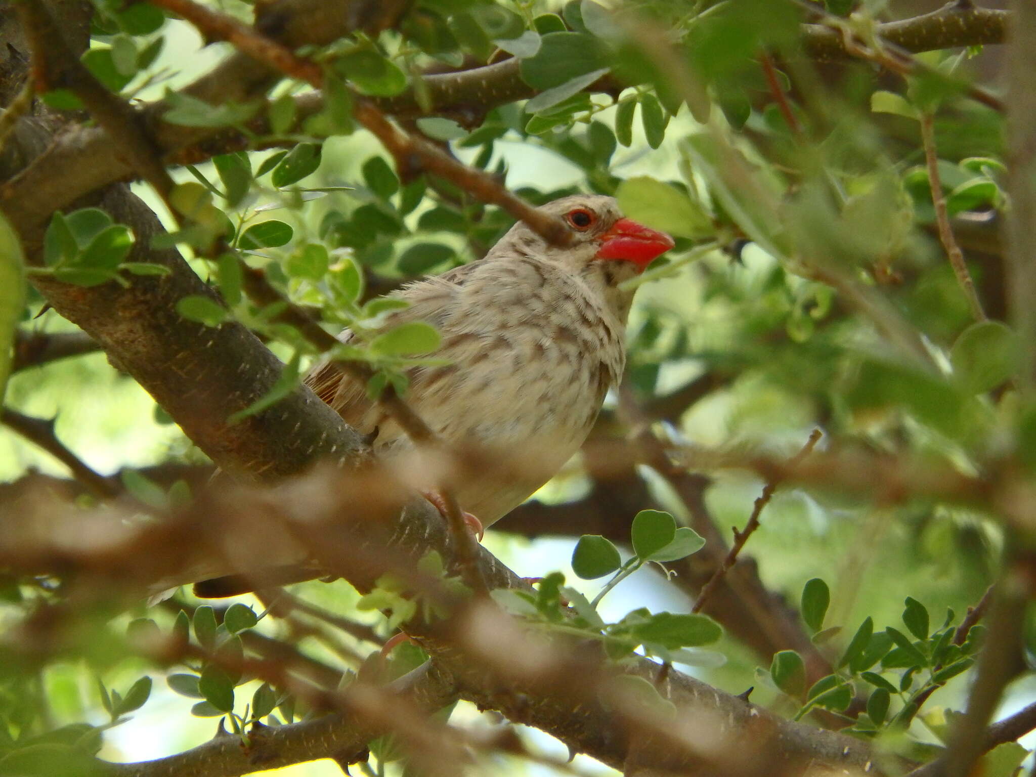 Image of Quelea quelea lathamii (Smith & A 1836)