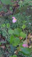 Image of Begonia uniflora S. Watson