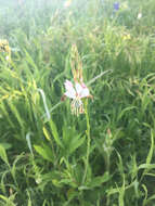 Oenothera suffrutescens (Ser.) W. L. Wagner & Hoch resmi