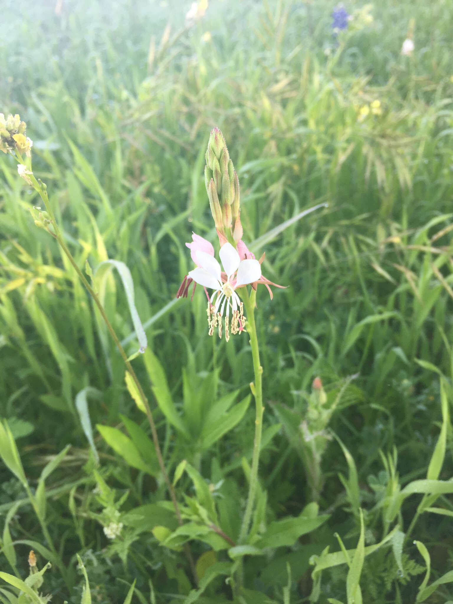 Oenothera suffrutescens (Ser.) W. L. Wagner & Hoch resmi