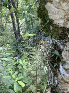 Image of Tillandsia mallemontii Glaz. ex Mez