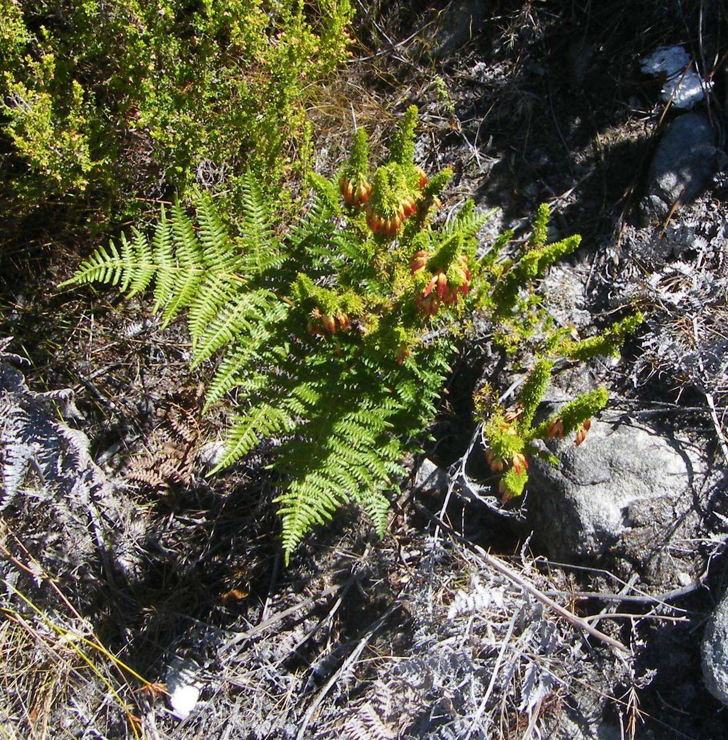 Image of Erica coccinea subsp. coccinea