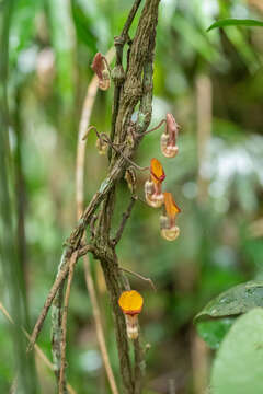 Image of Aristolochia hainanensis Merr.