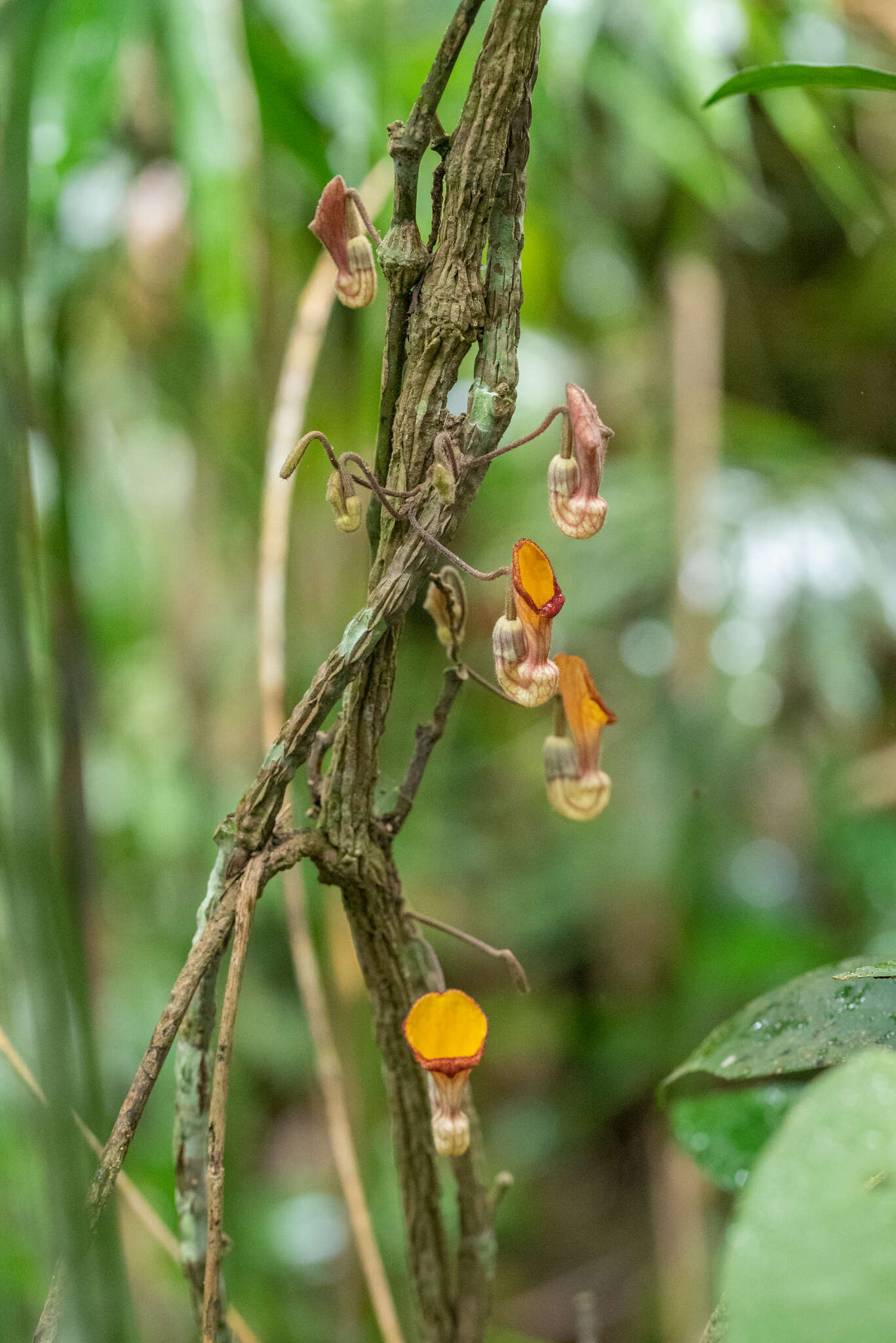 Image de Aristolochia hainanensis Merr.