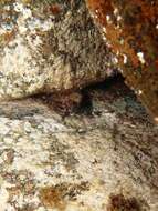 Image of Western Jumping Blenny