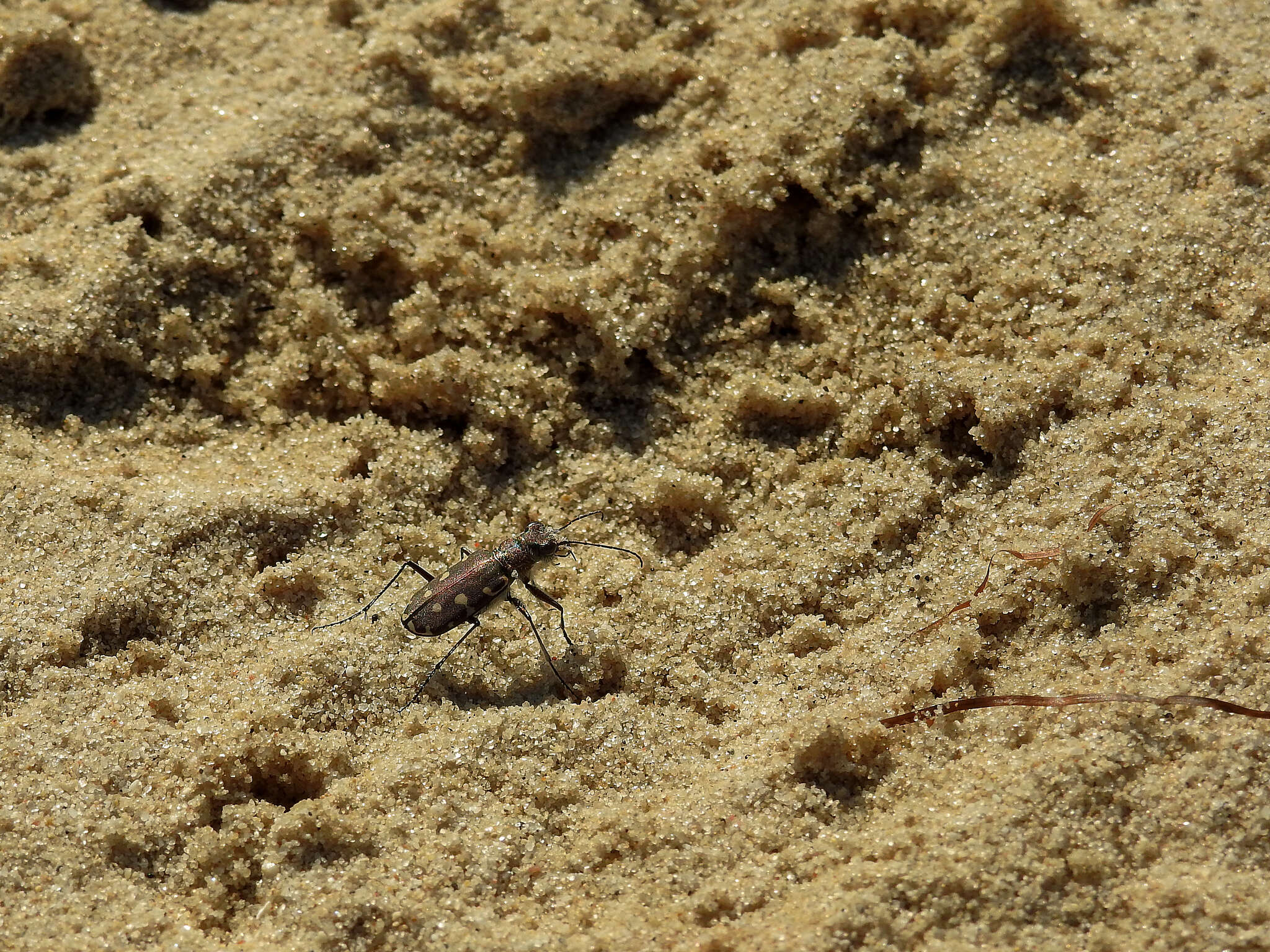 Image of Calomera littoralis littoralis