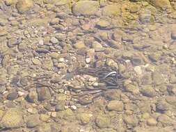 Image of river lamprey, lampern