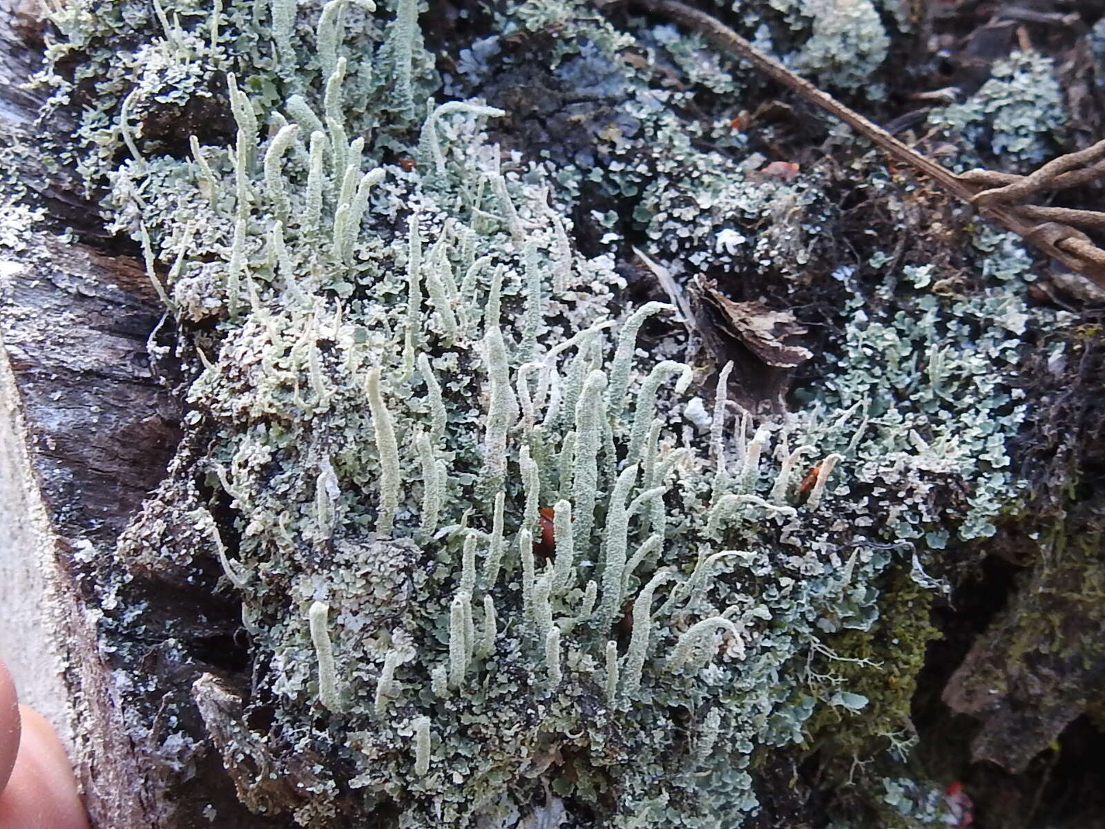 Image of Powdery peg lichen