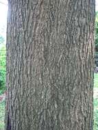 Image of Laurel Oak