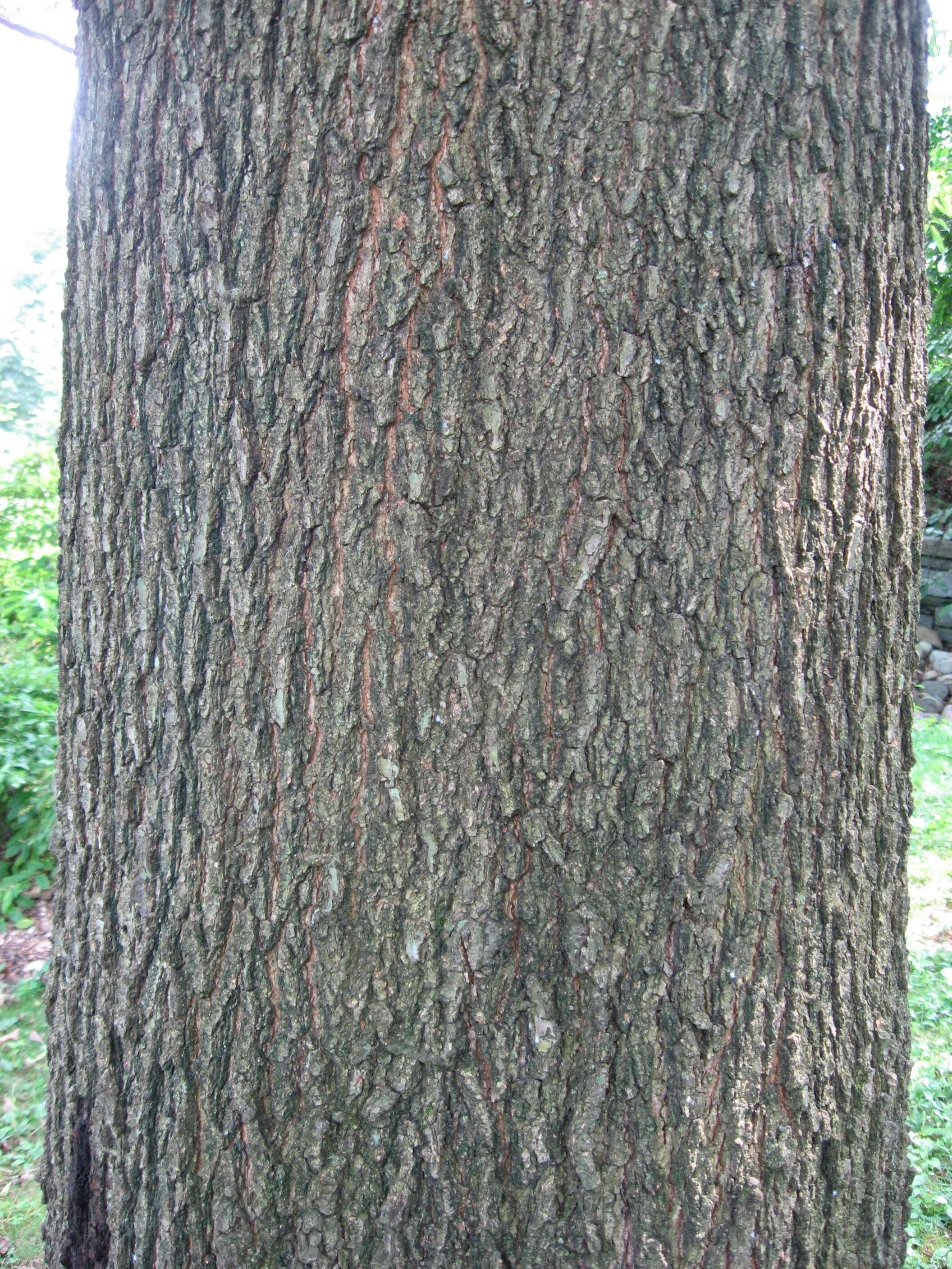 Image of Laurel Oak