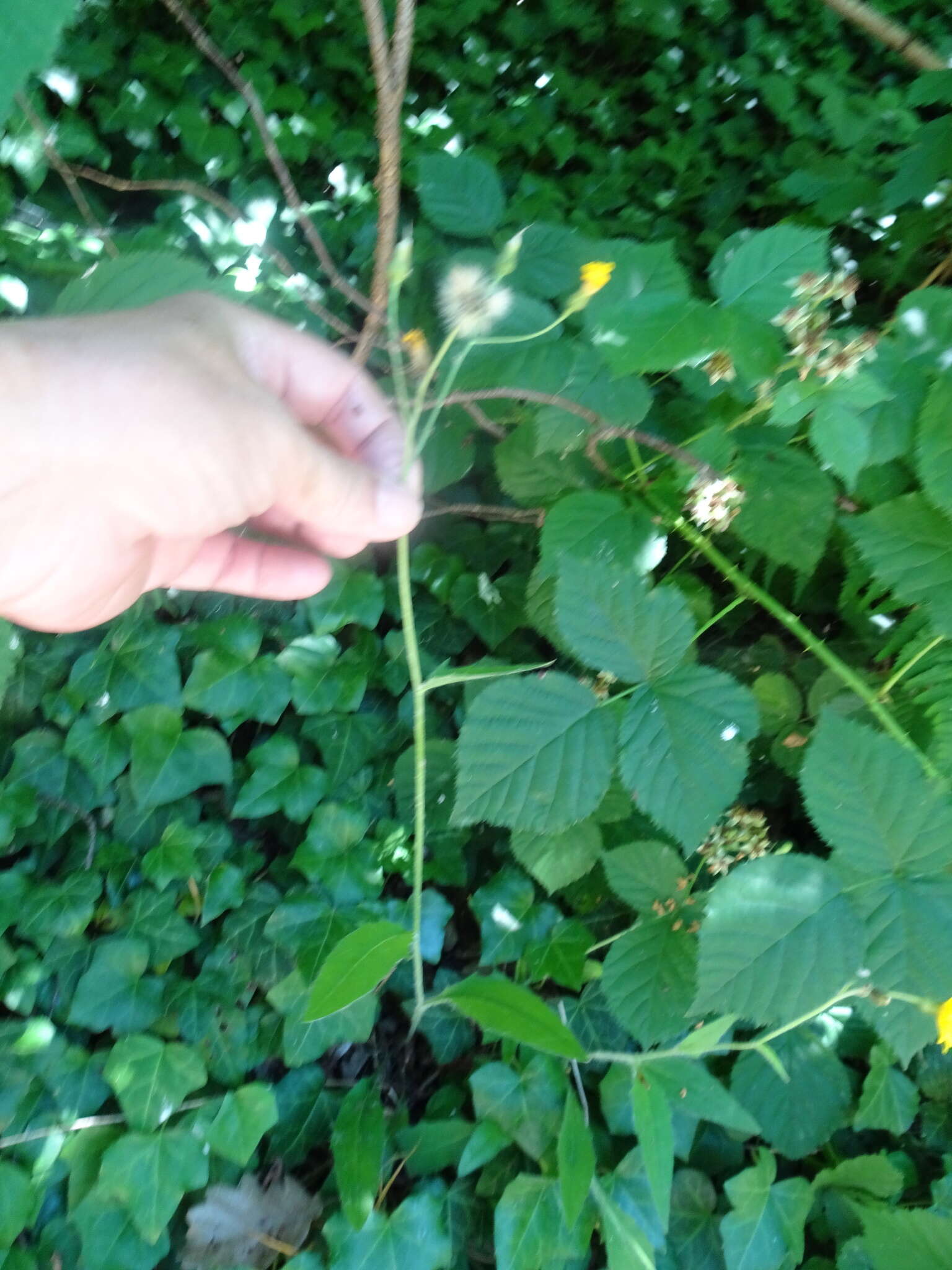 Image of common hawkweed