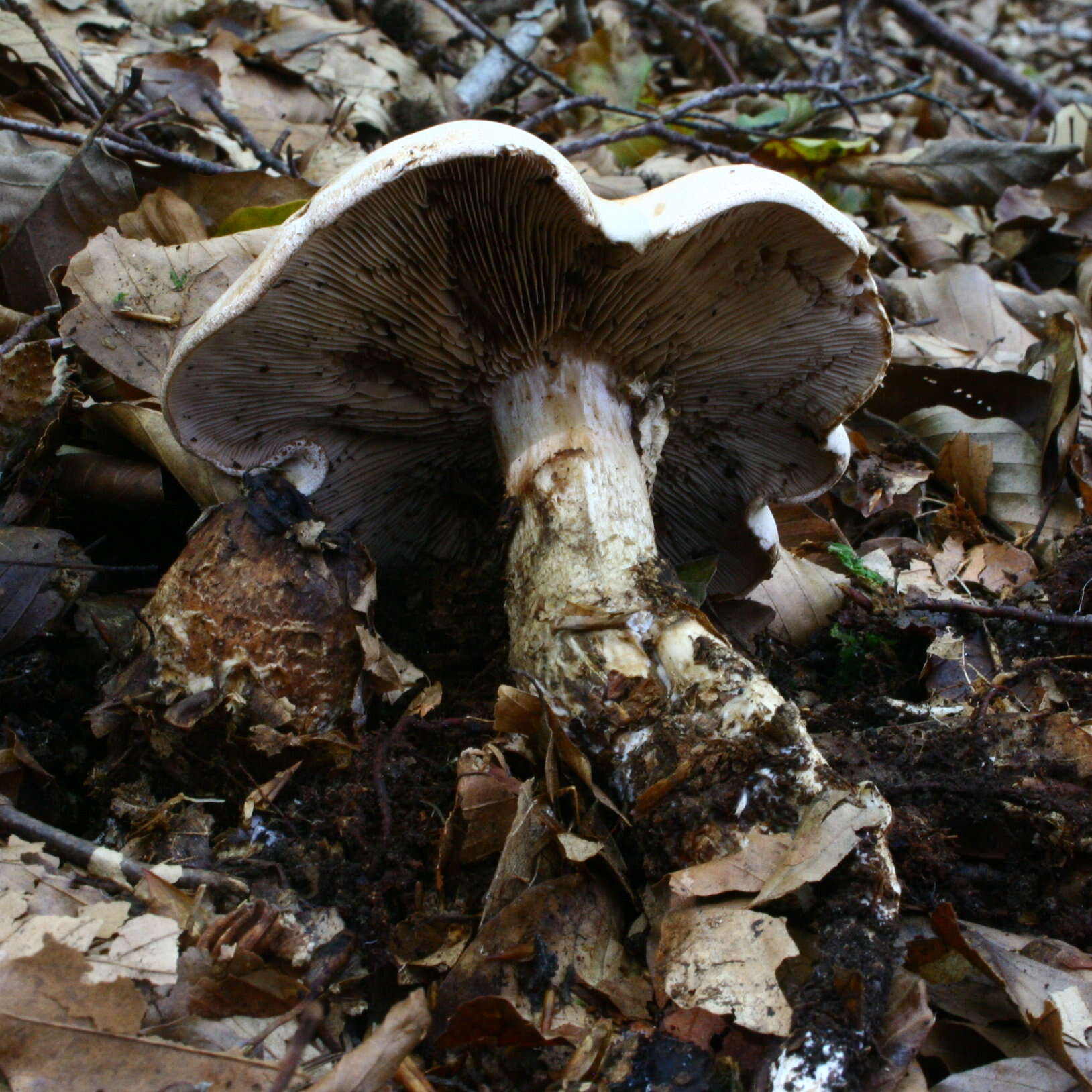 Image of Hebeloma radicosum (Bull.) Ricken 1911