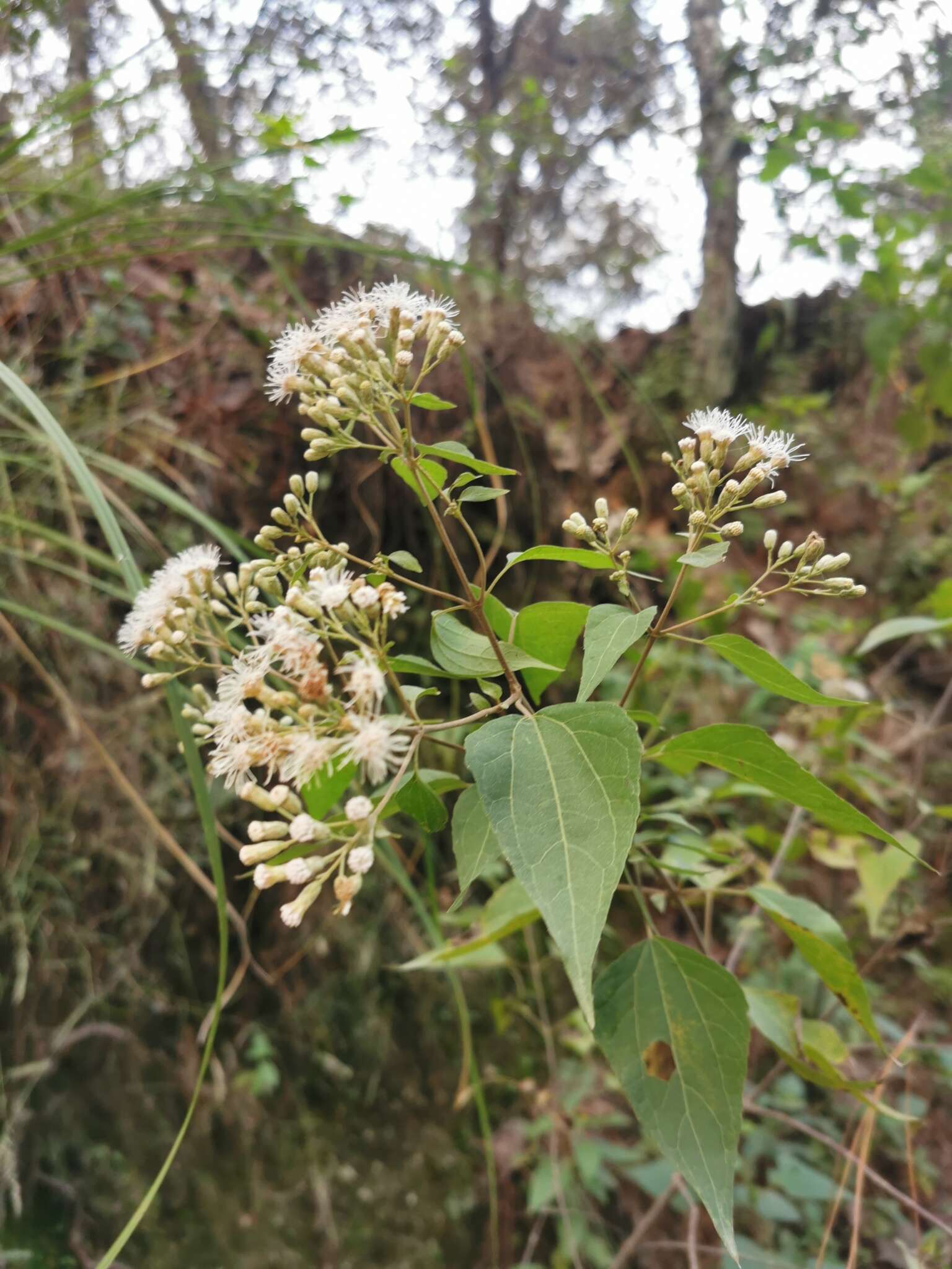 Sivun Chromolaena collina (DC.) R. King & H. Rob. kuva