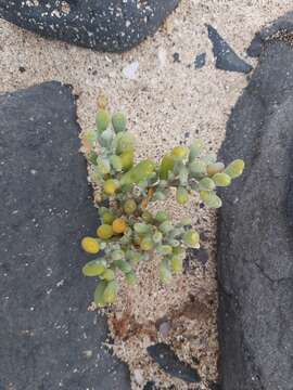 Image of Tetraena fontanesii (Webb & Berthel.) Beier & Thulin