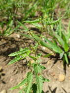 Image de Tragia betonicifolia Nutt.