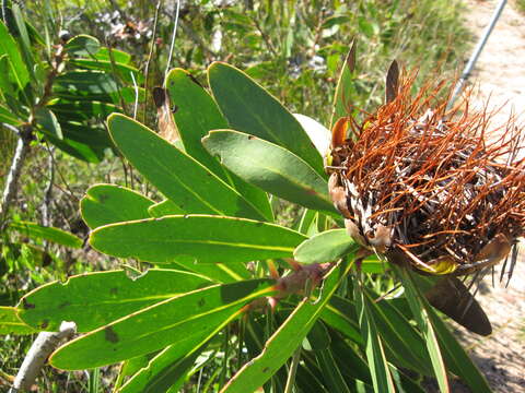 Image of Wagon tree