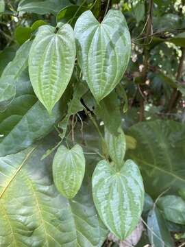 Imagem de Dioscorea pilosiuscula Bertero ex Spreng.