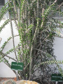 Image of Madagascan ocotillo