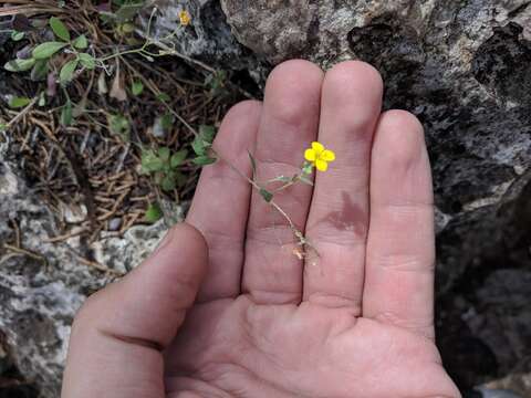 Image of gaslight bladderpod