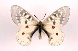 Image de Parnassius clodius Ménétriés 1855