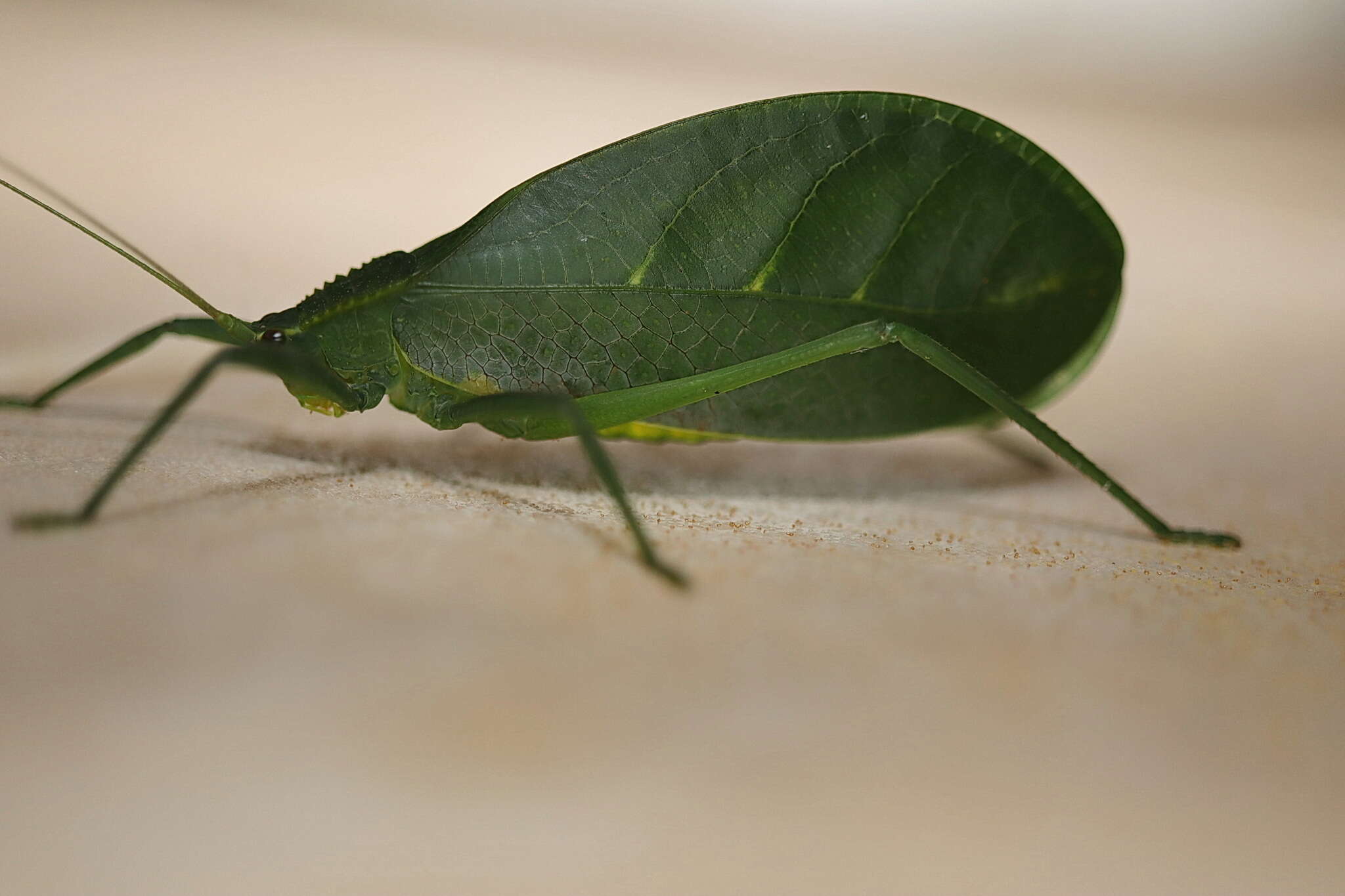 Image of Chloracantha hilleri Rentz, D. C. F., Y. Su & Ueshima 2015